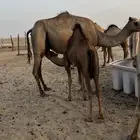 بكره زبده على البن