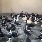 بط بلدي سوداني