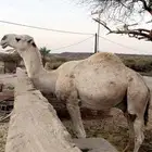 بعير فحل للبيع