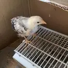 صوص دجاج العمر شهر ونص تقريبا نظيف وصحته توب