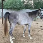 خيل عربي