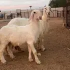 شاه عيسيه فاخره