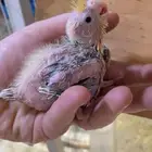 فرخ كروان صغير