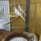 زوج كناري ابيض توليف جديد ماشاء الله