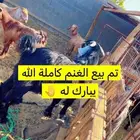 تبوك