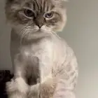 قط للتبني