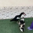 بط بح