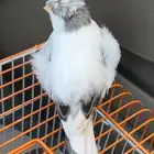 كناري ذكر