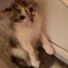 قطة انثى صغيره