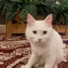 قطة شيرازية للتبني معها سلة للحمل واناء لقضاء الحاجه ب250