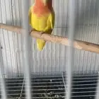 انثى روز منتجه   تم البيع