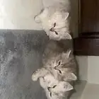 بسس صغار للبيع