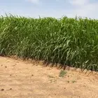ذره جيزانيه