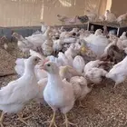 صوص لوهمان