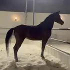 مهره شعبيه فاخره وجميله جدا