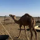 قعود لباني طيب