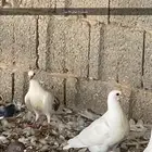 فراخ فرنسي و زاجل كريم وعادي