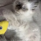 قطط للبيع