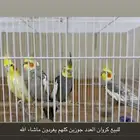 طيور كروان