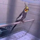 ذكر كروان للبيع وللبدل