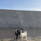 جفار