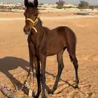 مهره للبيع