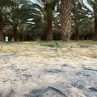 نخيل برني   900 نخله م ثمرة