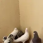 حمام لاحم