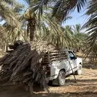سعف نخل