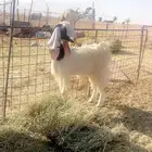 المعزا البيض صنف