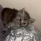 قطوه اليفه جدا للبيع