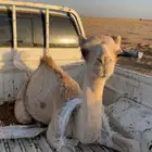 قعود مفرود
