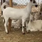 جفره بيشيه كحلا