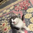 قطط
