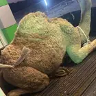 مطلوب حشو للبيع