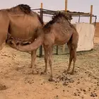 قعود للبيع
