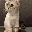 قطة سكوتش ستريت