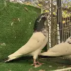 ازواج حمام باكستاني تيدي