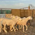 رخال نوادر صنف