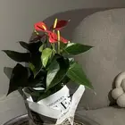نبتة