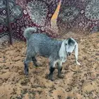 للبيع تيس يرضع