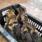 صيصان بط مصري