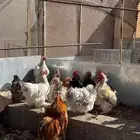 دجاج كوشن للبيع او البدل