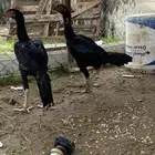 زواج سندي طقم اسود العمر 3 شهور الصحه شرط