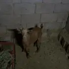 تيوس للبيع