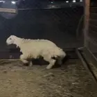 تم البيع الحري الذبيحه الكفو العمر 5 شهور ونص الطلي طيب