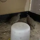 صفرد او حجل رملي