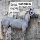 حصان شعبي سلامته شرط الفك مابه تقدم واوتاره سليمه