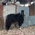 للبيع تيس فحل طيب