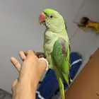 للبيع دره نيبالي